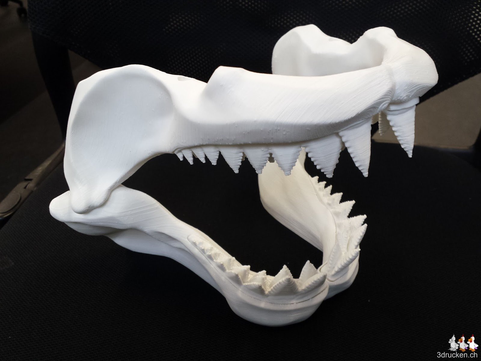 Kieferknochen des Weissen Hais